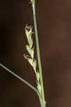 Radford's sedge